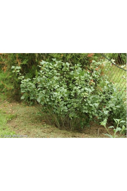 Компактний кущ смородини чорної Око Дракона